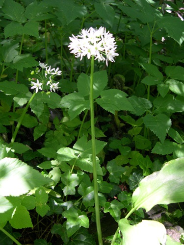 Bärlauch / Allium ursinum