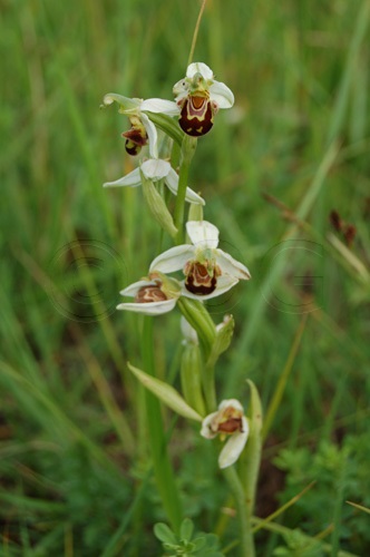 Bienen-Ragwurz / Ophrys apifera