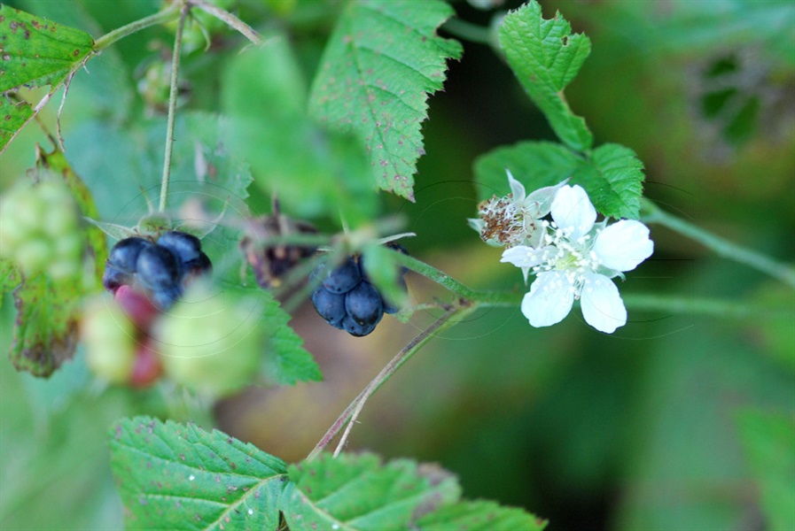 Blaue Brombeere, Kratzbeere / Rubus caesius