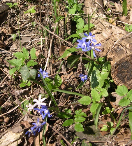 Zweiblättriger Blaustern / Scilla bifolia