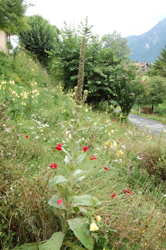 Dickblättrige Königskerze / Verbascum thapsus ssp.crassifolium (montanum)