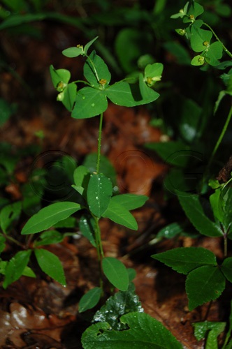 Euphorbe de Kerner / Euphorbia triflora subsp. kerneri