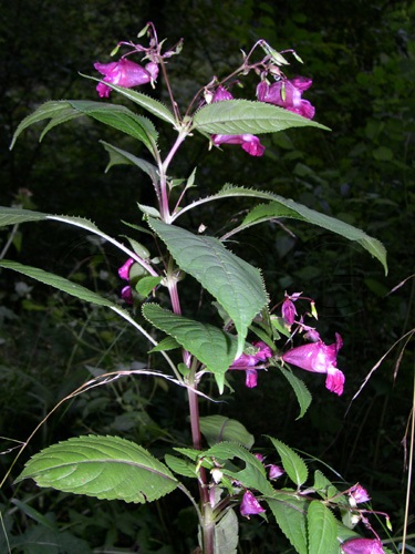 Indian Balsam, Himalayan Touch-me-not / Impatiens glandulifera