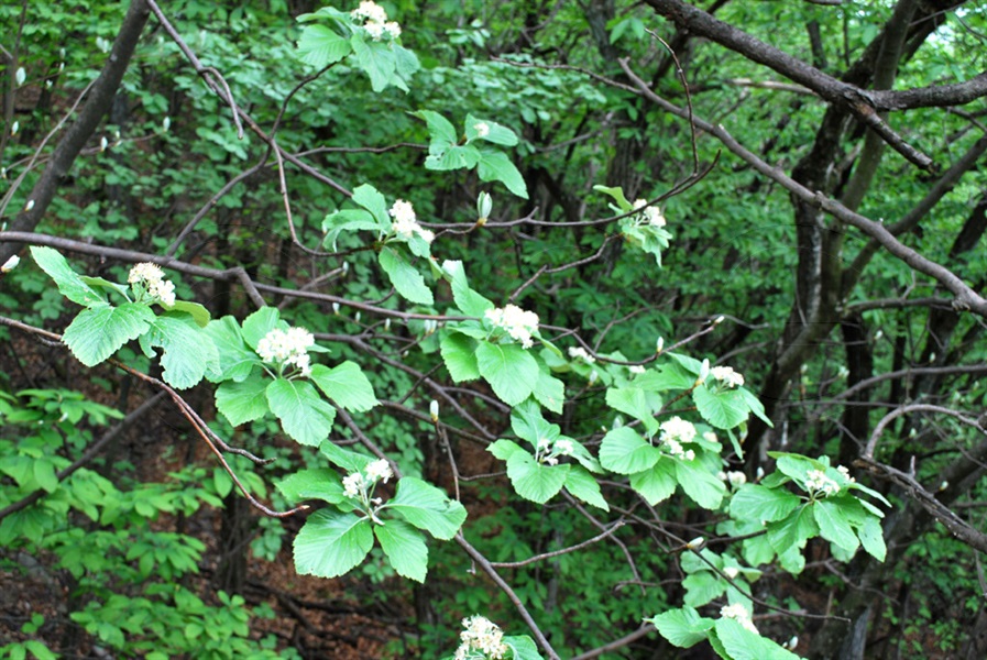 Alisier blanc / Sorbus aria