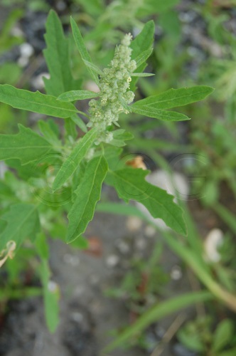 Fig-leaved Goosefoot / Chenopodium ficifolium