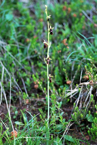 Fliegen-Ragwurz / Ophrys insectifera