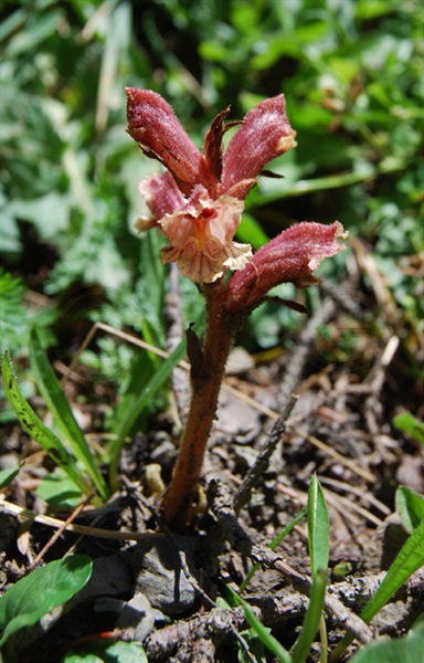  / Orobanche teucrii