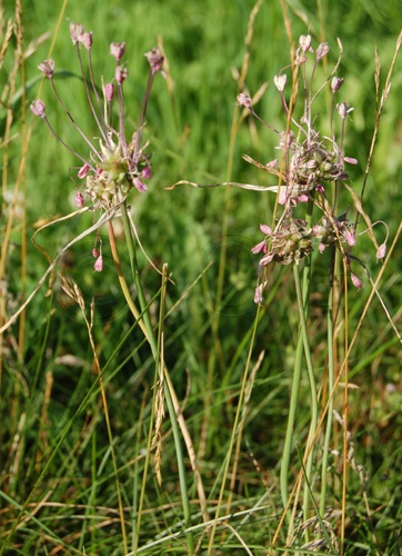 Gekielter Lauch / Allium carinatum