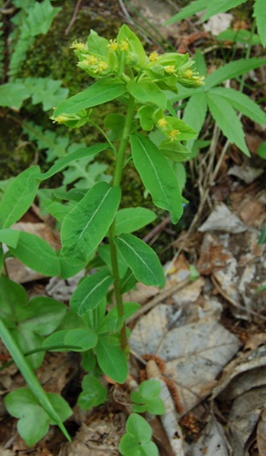 Gelbdoldige Wolfsmilch / Euphorbia flavicoma