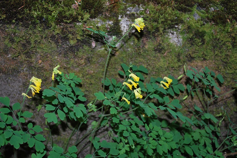 Gelber Lerchensporn / Cordyalis lutea