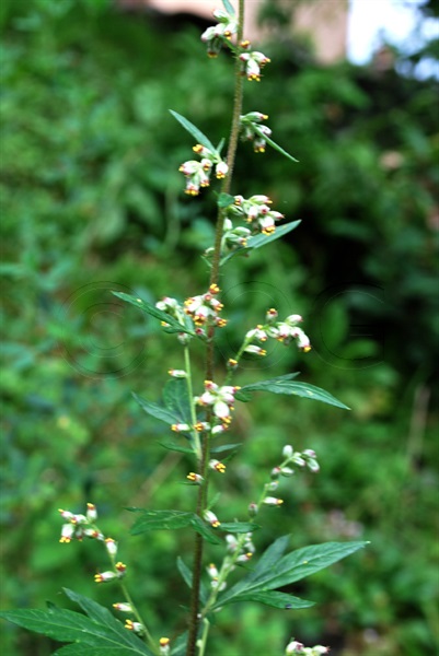 Mugwort / Artemisia vulgaris