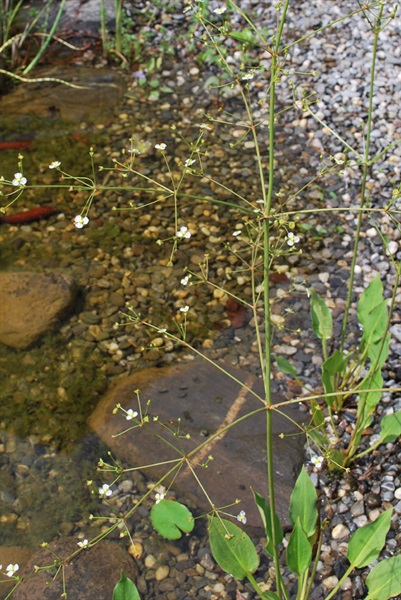 Gemeiner Froschlöffel / Alisma plantago-aquatica