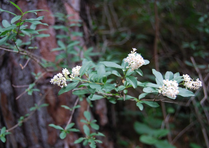 Wild Privet / Fraxinus vulgare