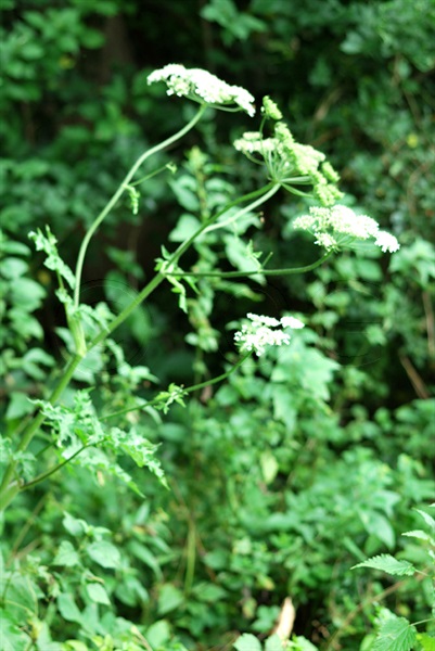 Hogweed / Heracleum sphondylium ssp. sphondylium