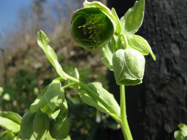 Hellébore vert / Helleborus viridis