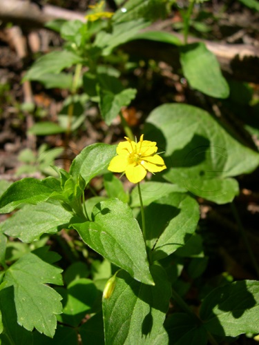 Yellow Pimpernel / Lysimachia nemorum