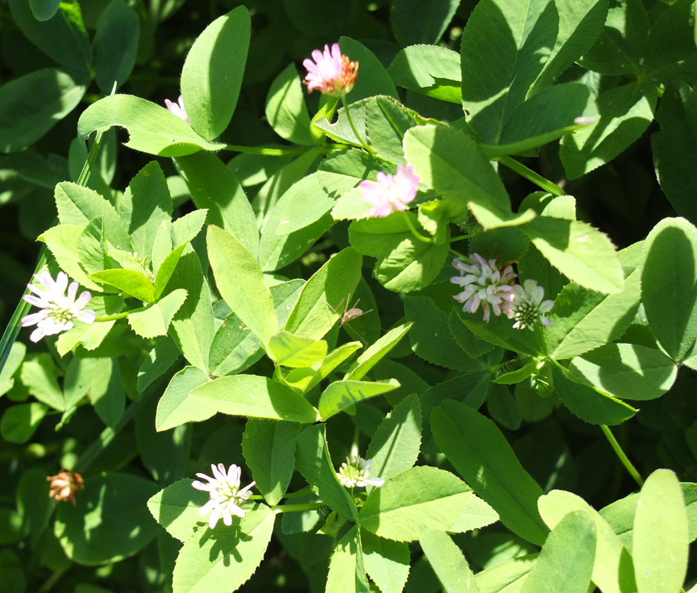  / Trifolium suavéolens