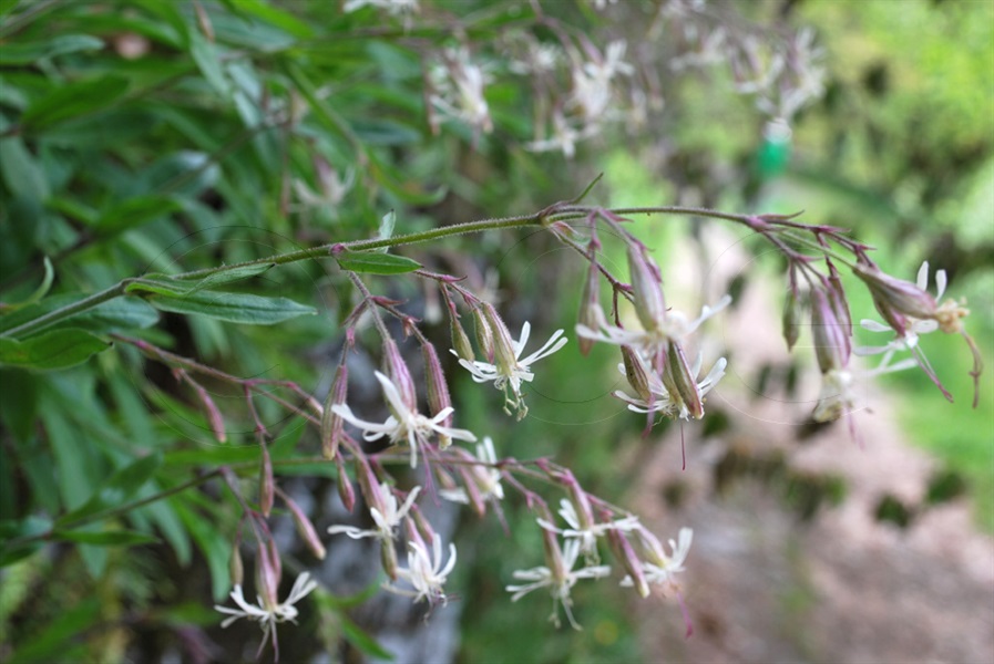 Insubrisches Nickendes Leimkraut / Silene nutans, ssp. livida, insubrica
