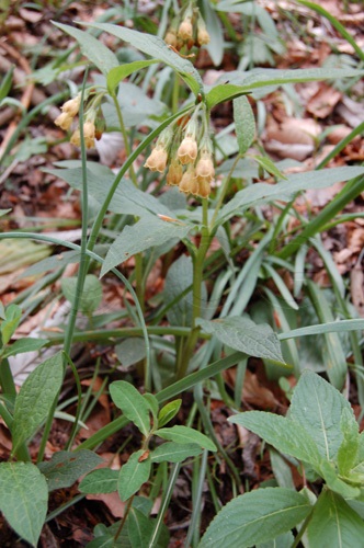 Consoude à feuilles étroites / Symphytum tuberosum ssp.augustifolium