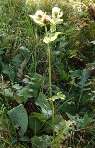 Kohldistel / Cirsium oleraceum