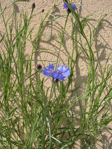 Bleuet / Centaurea cyanus