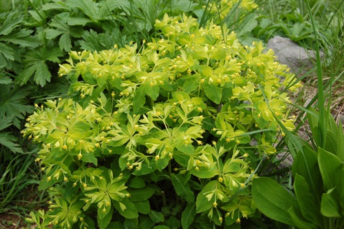 Euphorbe de Carniole / Euphorbia carniolica