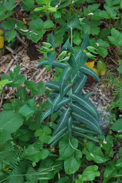 Kreuzblättrige Wolfsmilch / Euphorbia lathyris