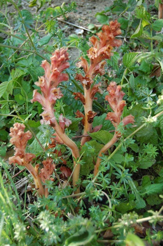 Bedstraw Broomrape / Orobanche caryophyllacea