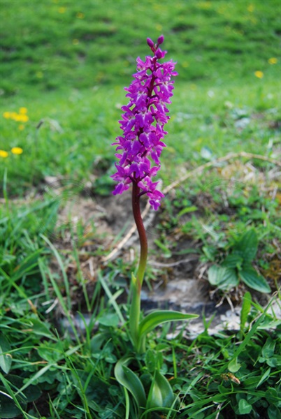 Early Purple Orchid / Orchis mascula