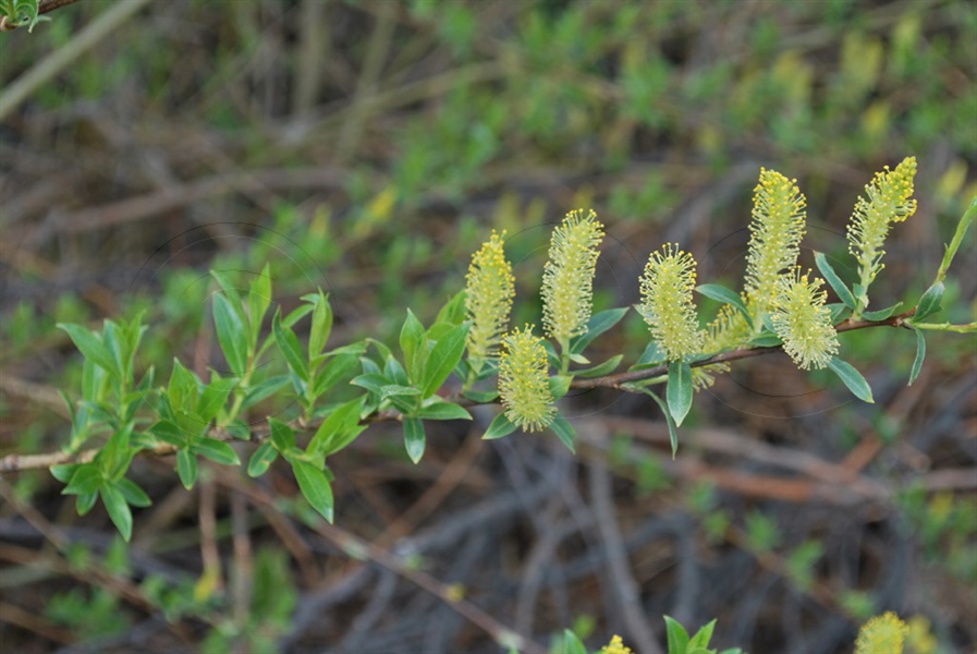 Salice stisciante / Salix repens ssp. repens