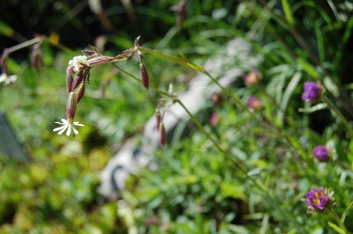 Nickendes Leimkraut / Silene nutans ssp. nutans