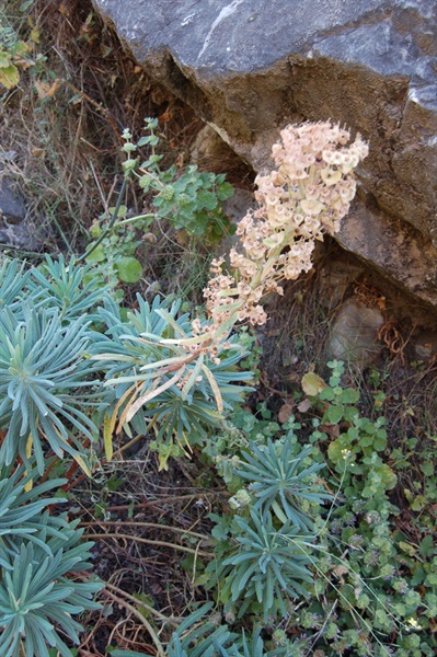 Mediterranean Spurge / Euphorbia characias