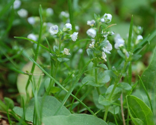 Thyme-leaved Speedwell / Veronica serpyllifolia