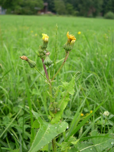 Grespino comune / Sonchus oleraceus