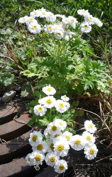  / Callianthemum coriandrifolium