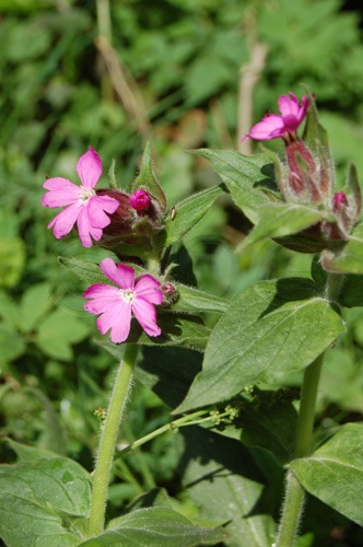 Red Campion / Silene dioica