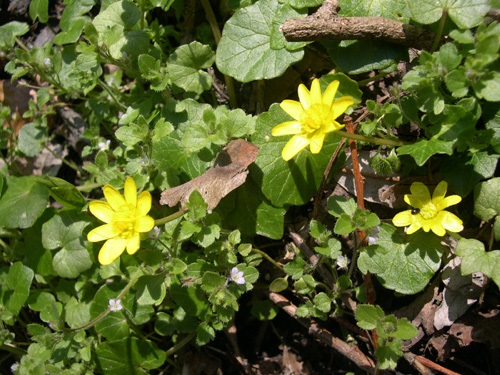 Lesser Celandine / Ranunculus ficaria