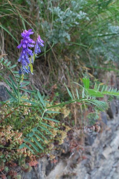  / Vicia cracca ssp. tenuifolia