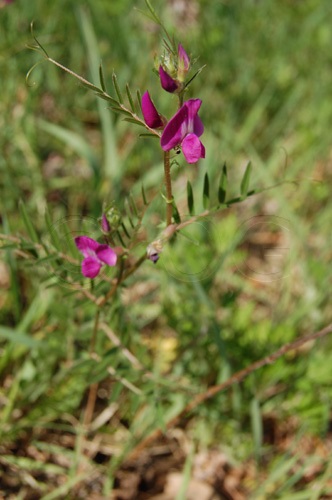 Schmalblättrige Wicke / Vicia sativa ssp. nigra