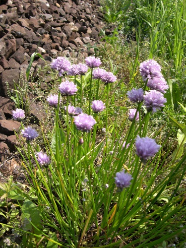Erba cipollina / Allium schoeoprasum
