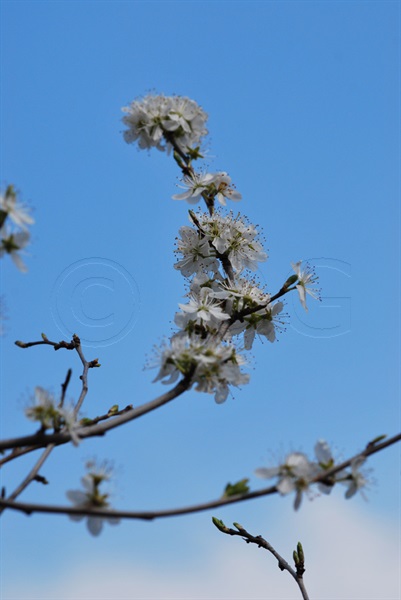 Blackthorn, Sloe / Prunus spinosa