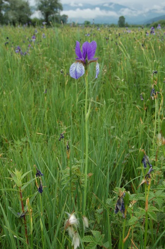 Iris de Sibérie / Iris sibirica