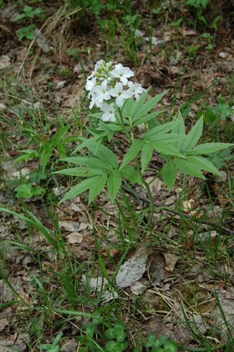 Siebenblättrige Zahnwurz / Cardamine heptaphylla