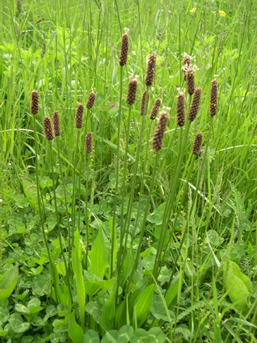 Ribwort Plantain / Plantago lanceolata