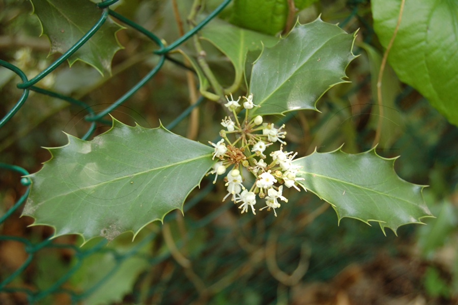 Stechpalme / Ilex aquifolium