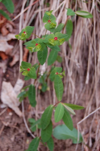 Süsse Wolfsmilch / Euphorbia dulcis