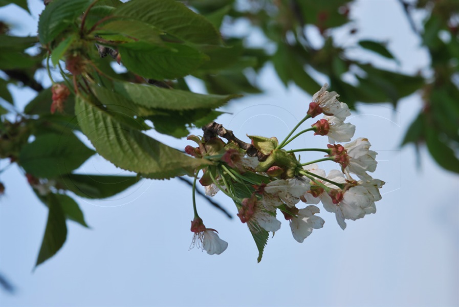 Süsskirsche / Prunus avium