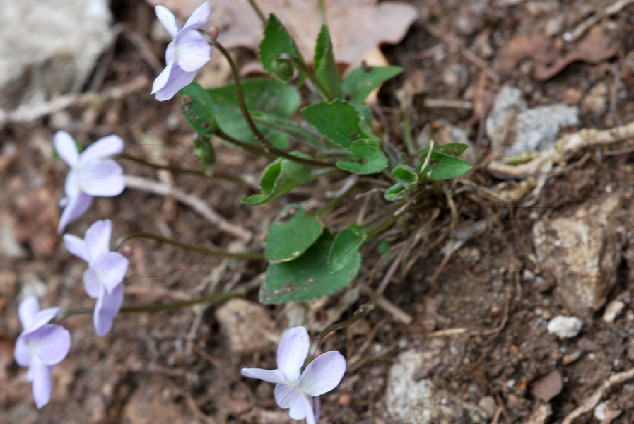  / Viola thomasiana