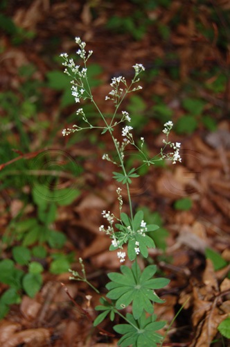 Wald-Labkraut / Galium sylvaticum