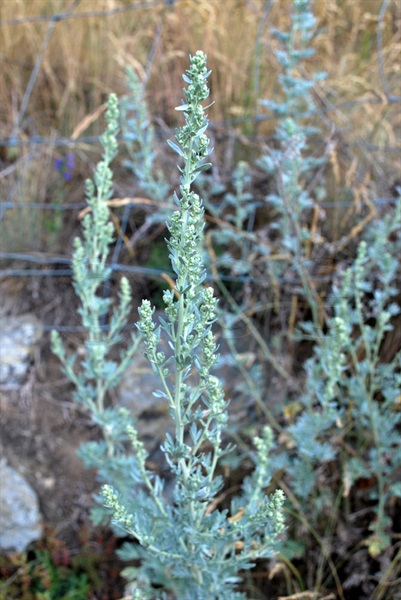 Armoise du Valais / Artemisia valesiaca
